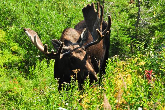 Um grande alce pasta tranquilo no Grand Teton National Park, no Wyoming, nos Estados Unidos